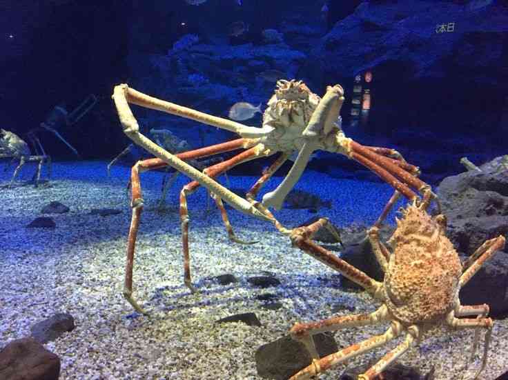 Where Japanese spider crabs live and what they look like.