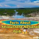 Fun Facts About Yellowstone National Park