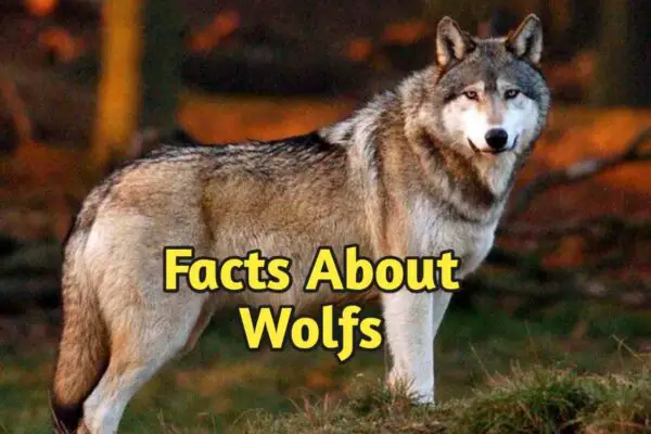 7 Facts About Wolfs