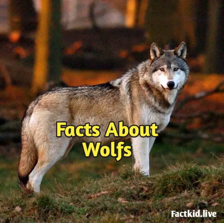 7 Facts About Wolfs