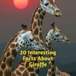 20 Interesting Facts About Giraffe 2024