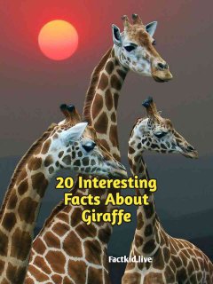 20 Interesting Facts About Giraffe 2024