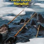 Fun Facts About Narwhal