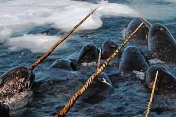 Fun Facts About Narwhal