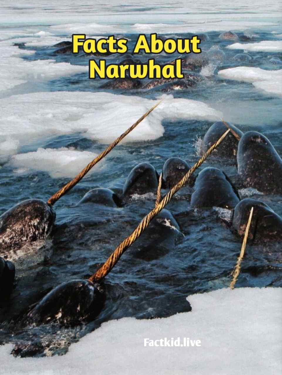 Fun Facts About Narwhal