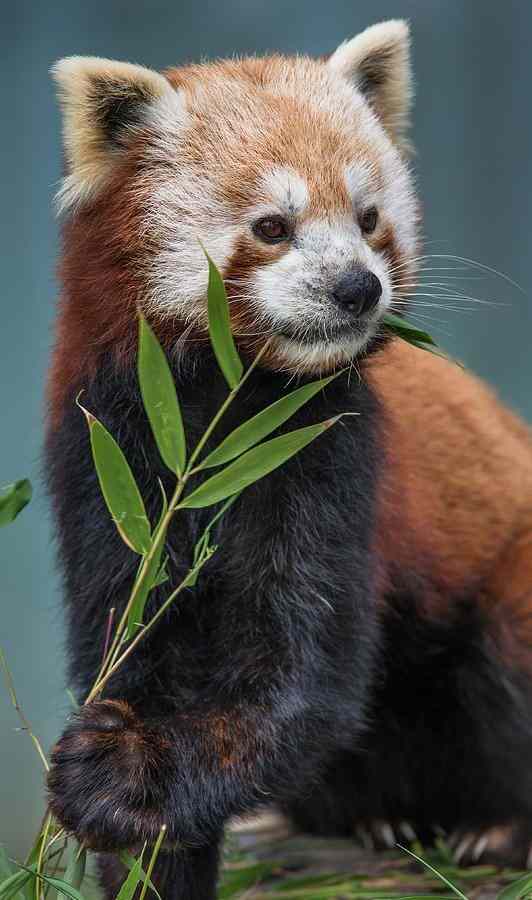 10 Interesting Facts About Red Pandas