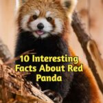 10 Interesting Facts About Red Pandas