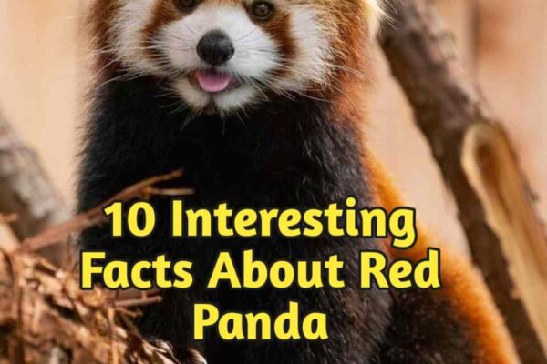 10 Interesting Facts About Red Pandas