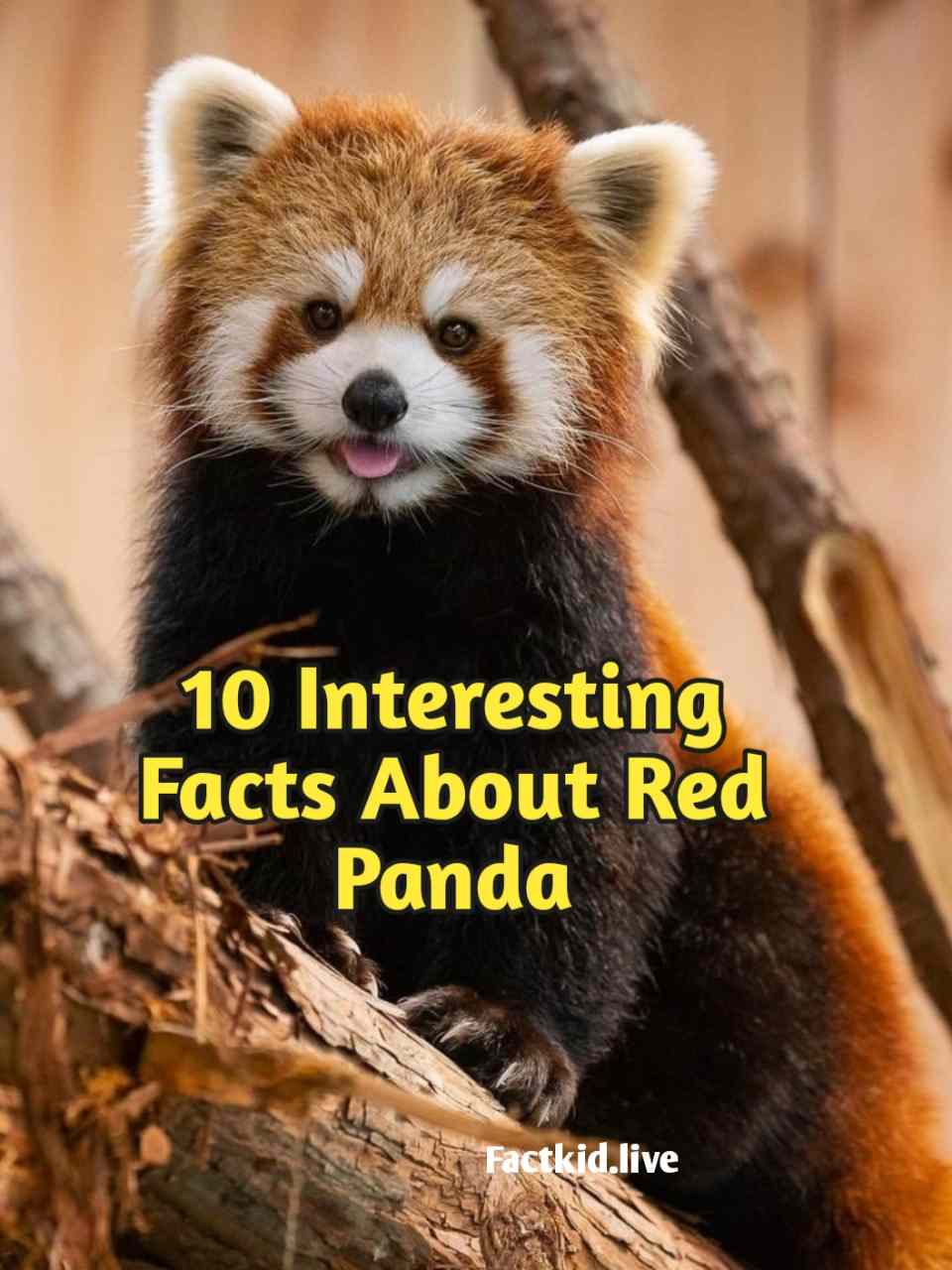 10 Interesting Facts About Red Pandas - factkid.live